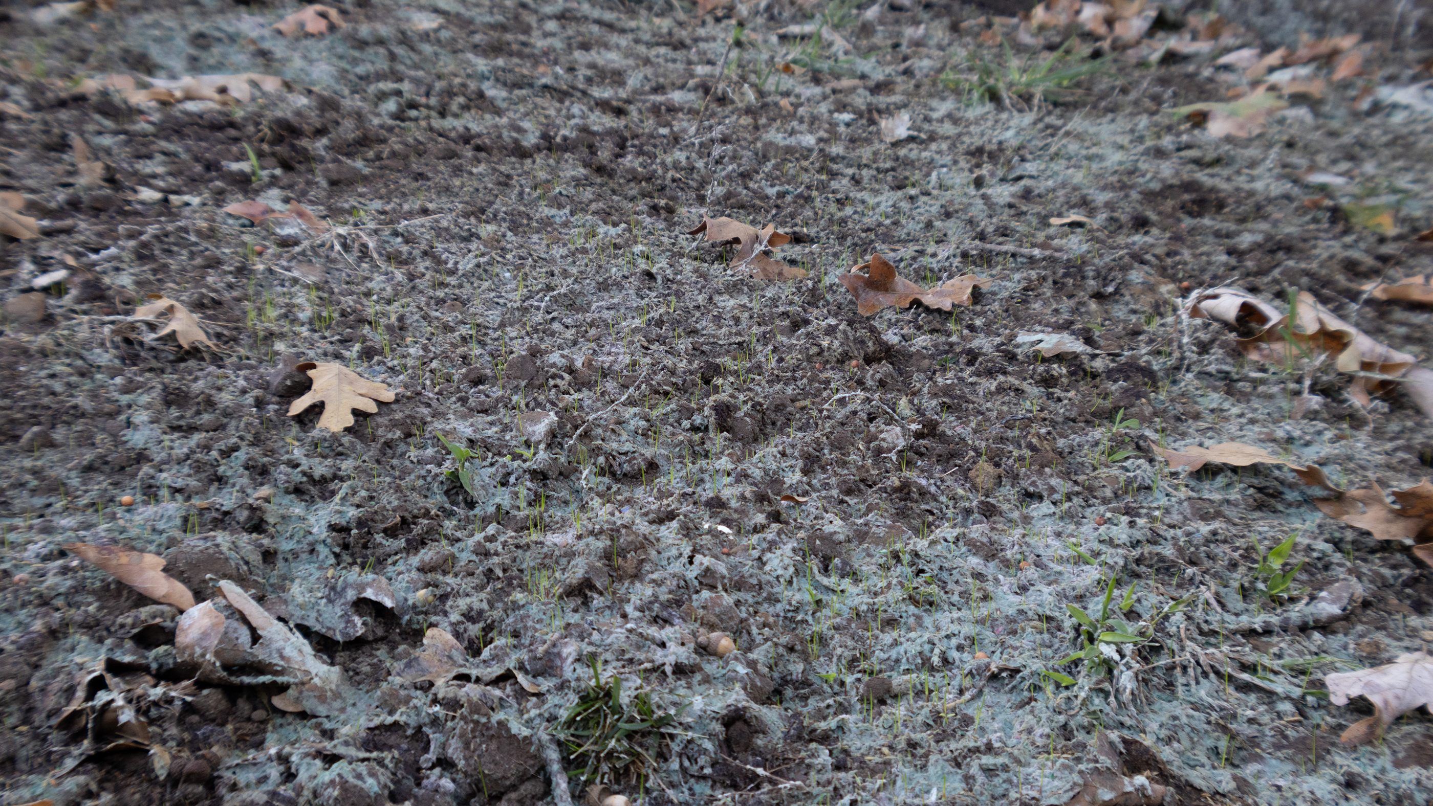 germination